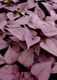 Ipomoea batatas 'Sweet Georgia Deep Purple'